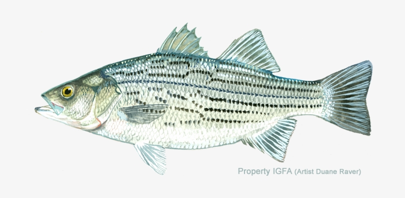 Whiterock Bass, transparent png download