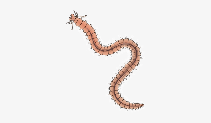 600926711 - Polychaeta Png, transparent png download