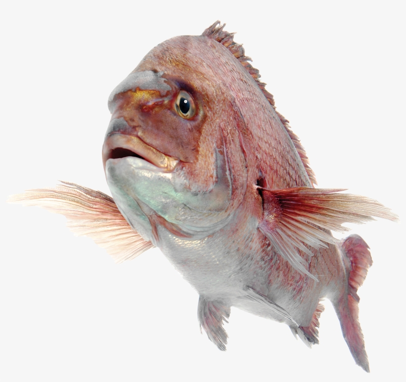 Best Free Fish Png Image, transparent png download