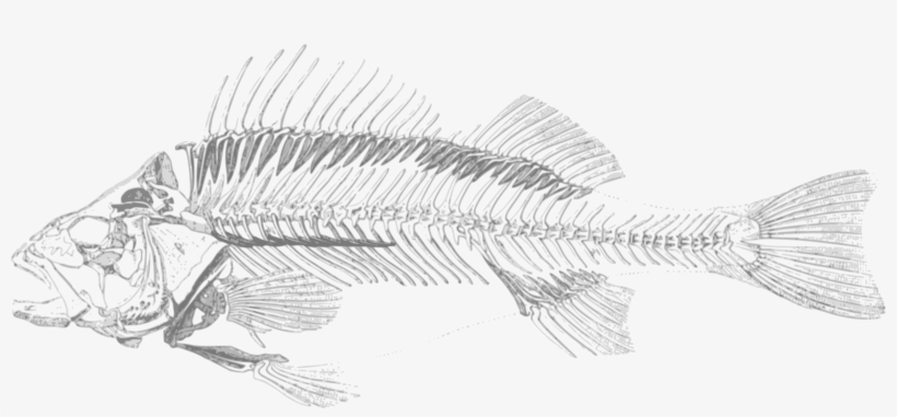 This Free Icons Png Design Of Dead Fish 001, transparent png download