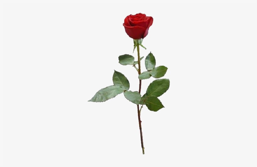 Woman's Call To Prayer [book], transparent png download