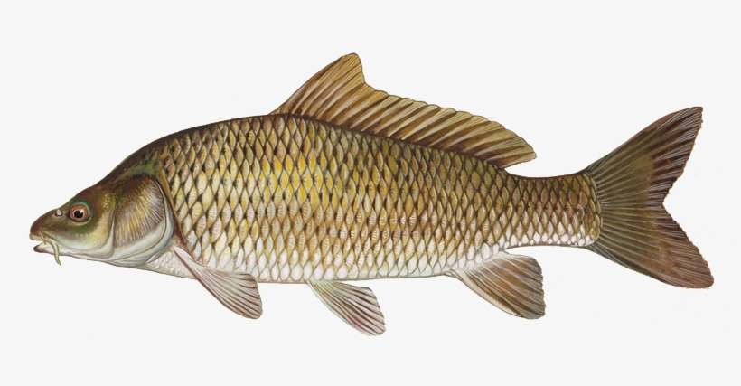 Common Carp Carp Fish Transparent Png 800x347 Free Download On Nicepng Common Carp Carp Fish Transparent Png 800x347 Free Download On Nicepng