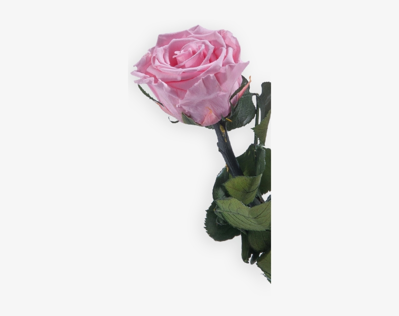 Visit Themagic Flower Shop - Flower, transparent png download