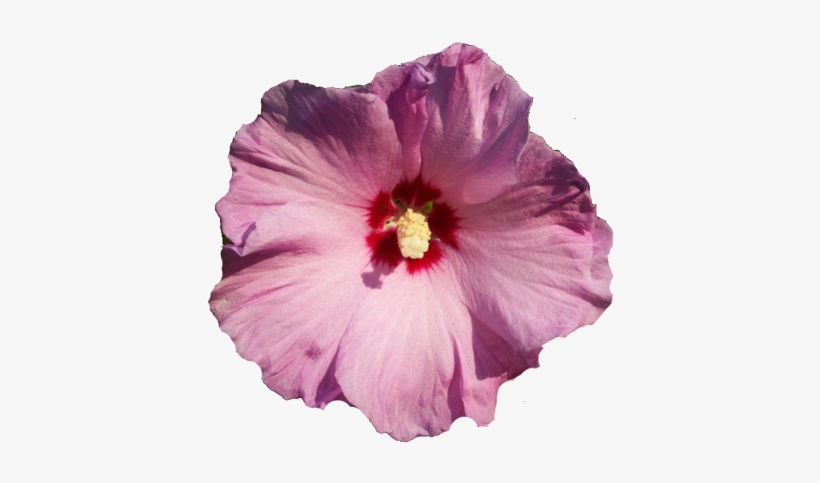 Amazing Real Flower Clipart Flower Selections - Chinese Hibiscus, transparent png download