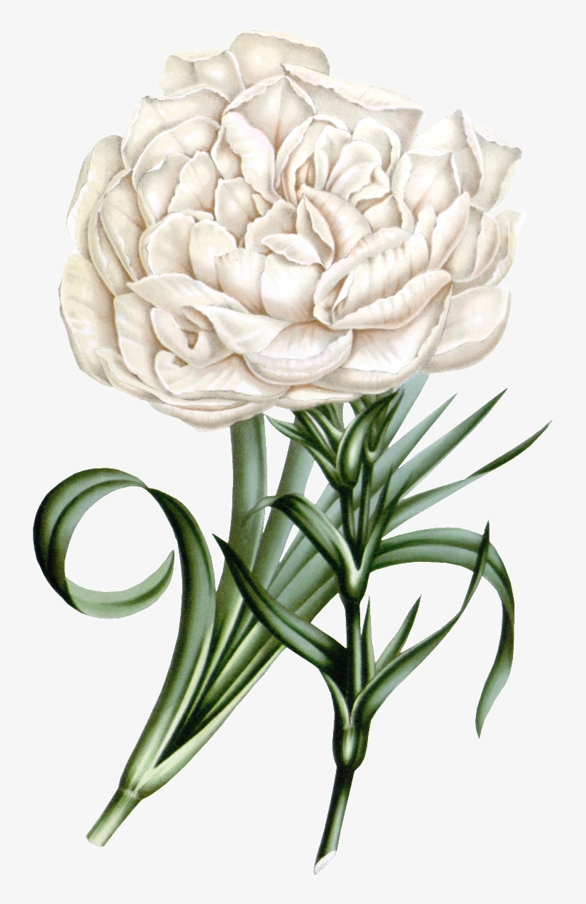 Este Diseño De Producto Es White Carnation, Real Flower, - Promini Sleep Mask With Strap Lightweight Comfortable, transparent png download