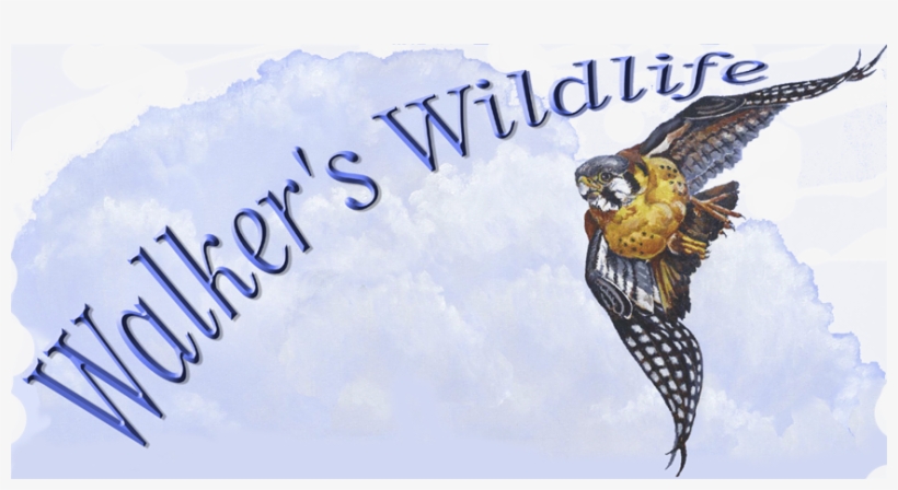 Birds Of The Air By Robert M Walker Welcome And Enjoy - Artist, transparent png download