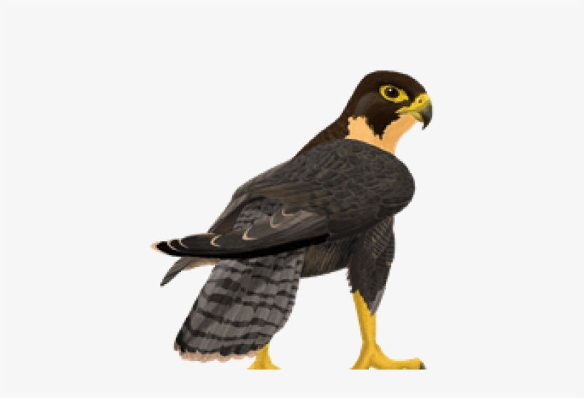 Free Png Falcon Png Images Transparent - Falcon Png Transparent, transparent png download