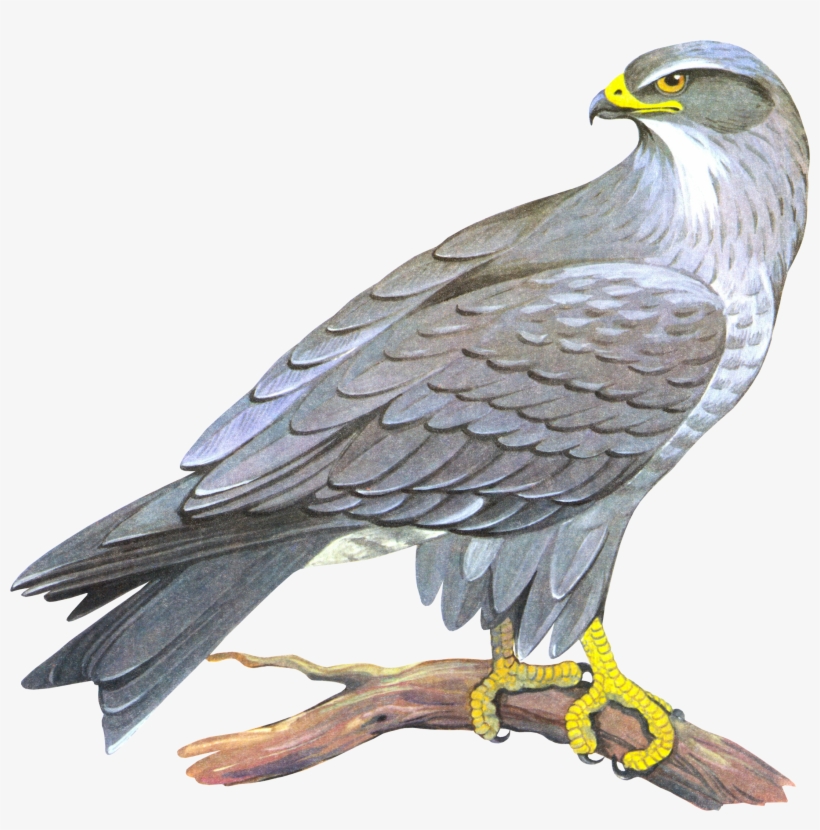 Falcon Png - Сокол Пнг, transparent png download