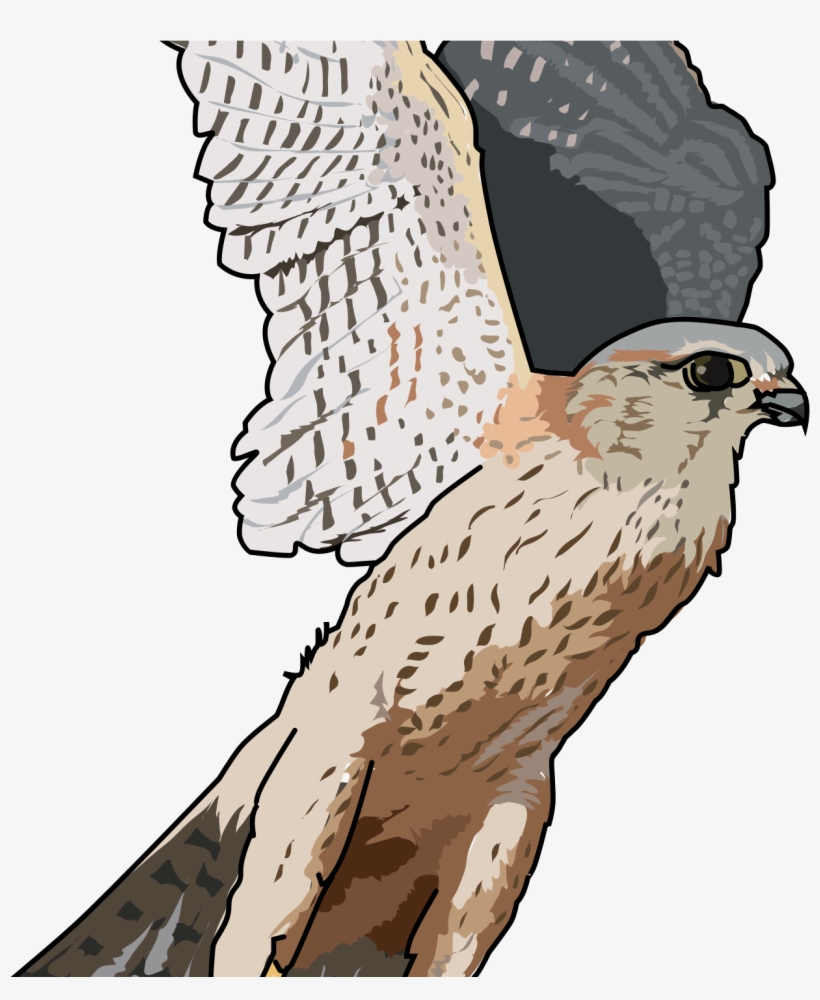 Transparent Full Hd Falcon Png Image Hd Wallpapers - Falcon Clipart Png, transparent png download