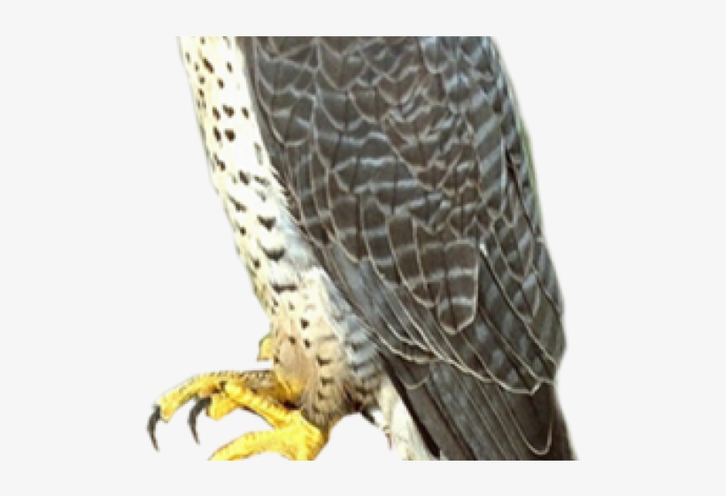 Falcon Png Transparent Images - Falcon Png, transparent png download