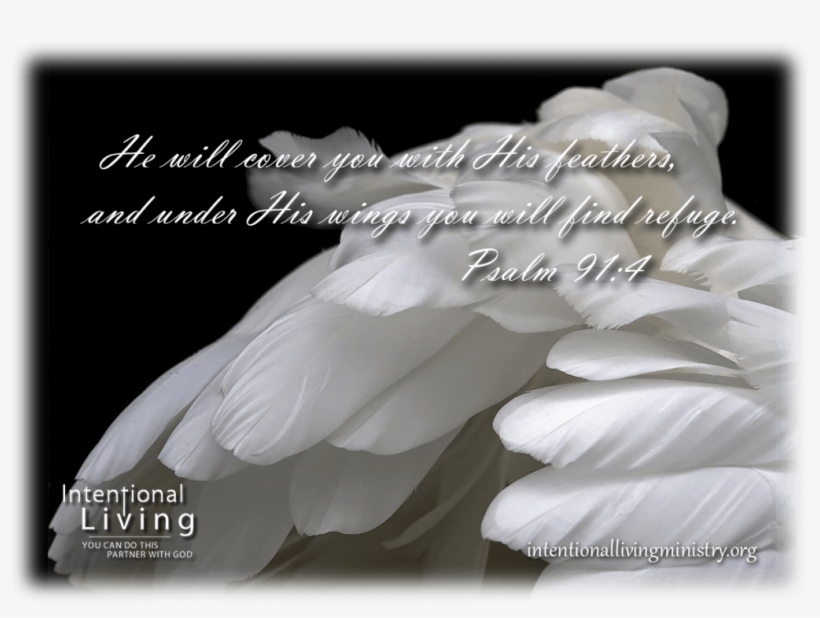Sign Up On My Email List To Receive A Free Ebook On - Finding A White Feather, transparent png download