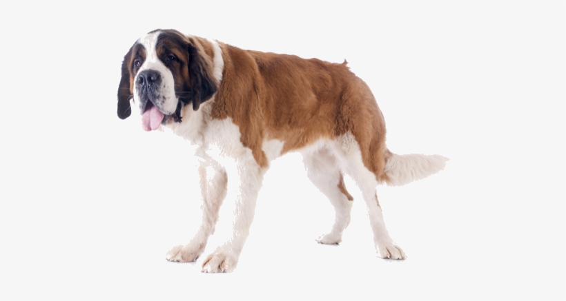 A Region Encompassing Parts Of France, Switzerland, - Saint Bernard Dog Png, transparent png download