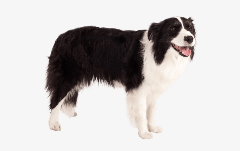 Mostly Black Border Collie, transparent png download