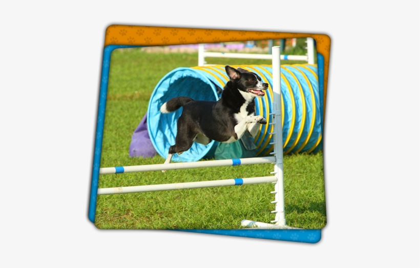 Jumping Dog - Dog Catches Something, transparent png download