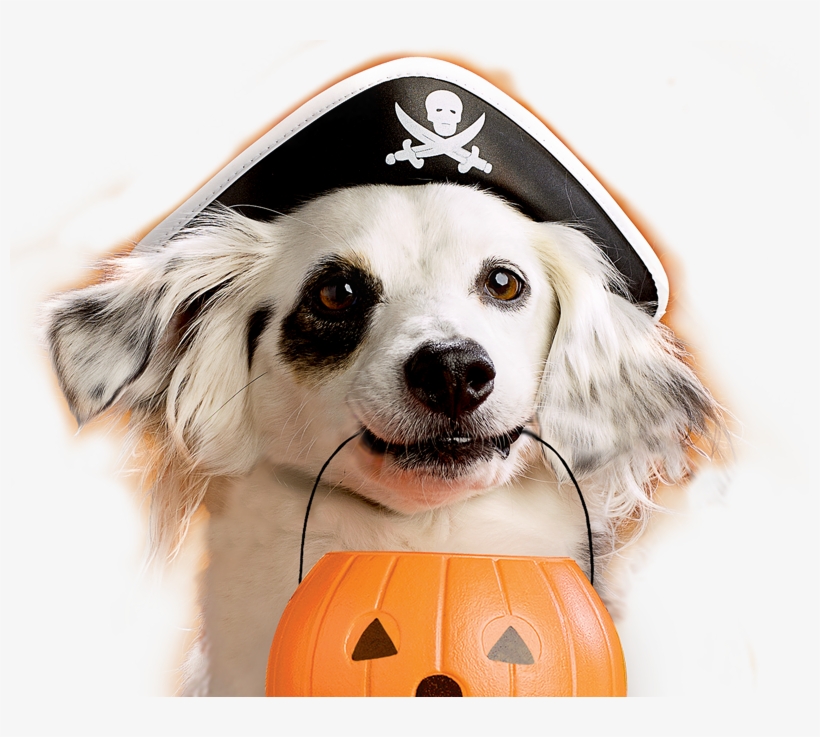 Chico3 - 1d223061 - Dog Halloween Png, transparent png download