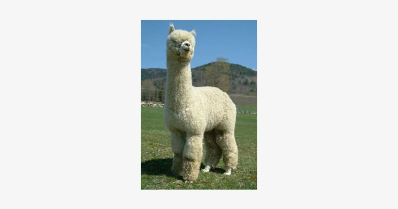 Ccnf Archangel - Alpacas With Machete, transparent png download