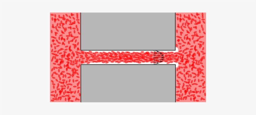 The Erythrocytes Are More Concentrated Towards The - Fahraeus Effect, transparent png download
