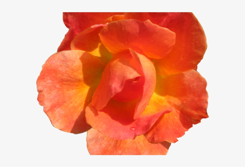 Cliparts Real Flowers - Red Orange Flower Png, transparent png download