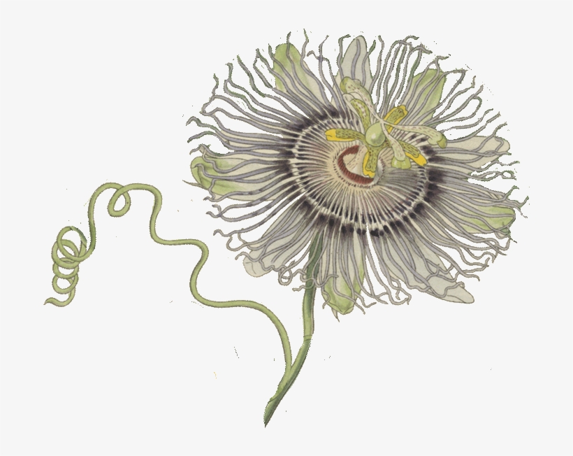 Bitterness 0 Ibus - Flower Passion Fruit Gif, transparent png download