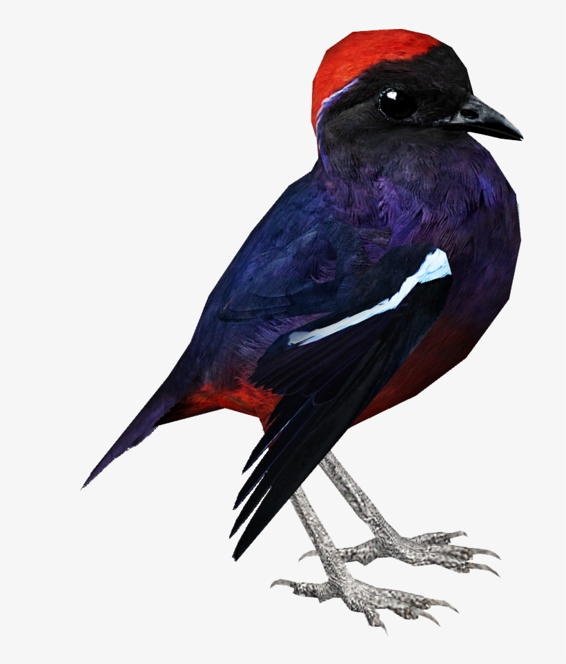 Garnet Pitta - Swallow, transparent png download