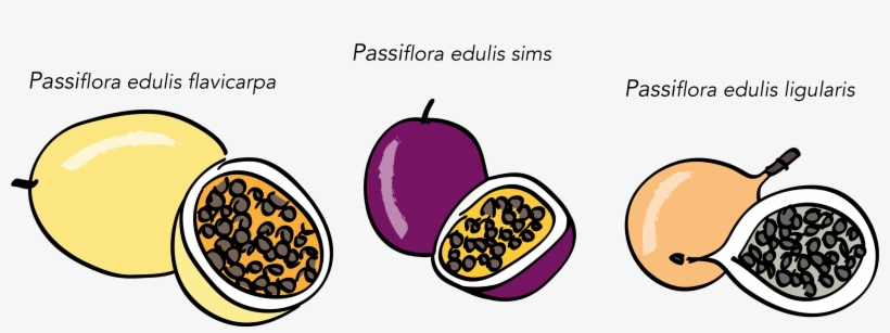 Passion Fruits - Portable Network Graphics, transparent png download