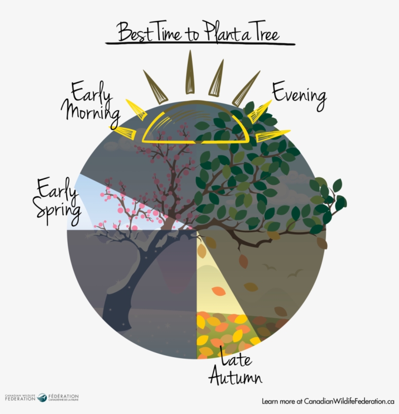 Best Time To Plant A Tree Calendar Graphic - Graphics, transparent png download