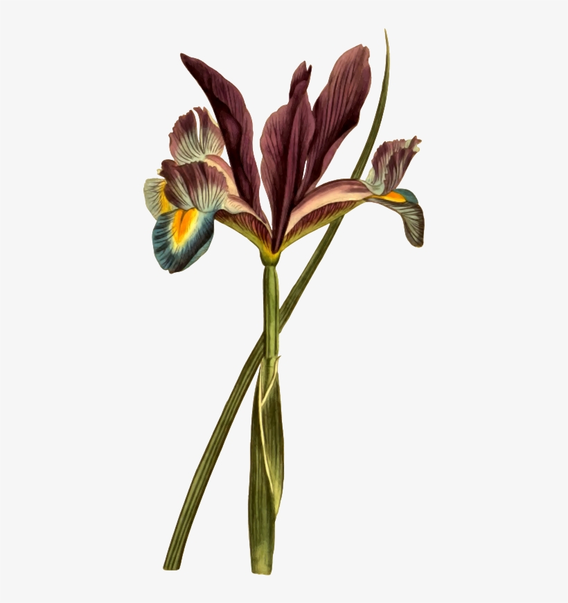 Medium Image - Zazzle Spanische Flaggen-iris-illustration Poster, transparent png download