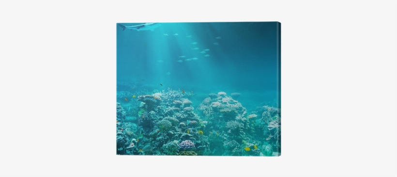 Sea Or Ocean Underwater Coral Reef With Shark Canvas - Poetry On Moral Values, transparent png download
