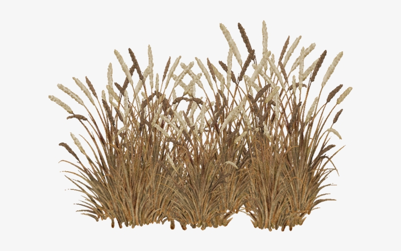 21, February 5, 2015 - Red Fountain Grass Png, transparent png download