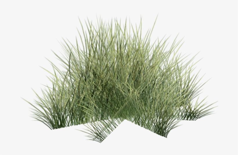 Coastal Grass - Desert, transparent png download