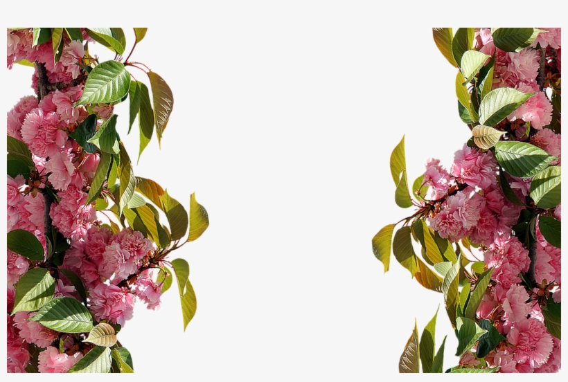 Roses Frame Pink Rose Picture Free Image On Pixabay - Daum Crystal Roses Small Frame, transparent png download
