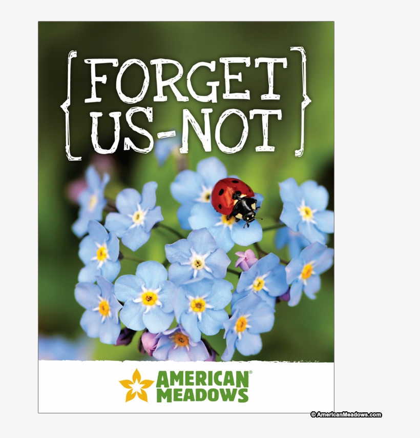 Forget Us Not Seed Packet - Anglo-saxons By Anita Ganeri, transparent png download