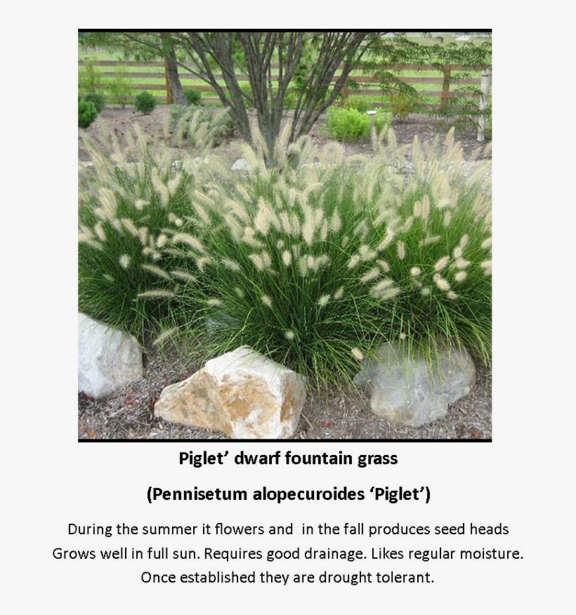 Contact Daddogg Lawn Care Today To Schedule An Appointment - Hameln Dwarf Fountain Grass, transparent png download