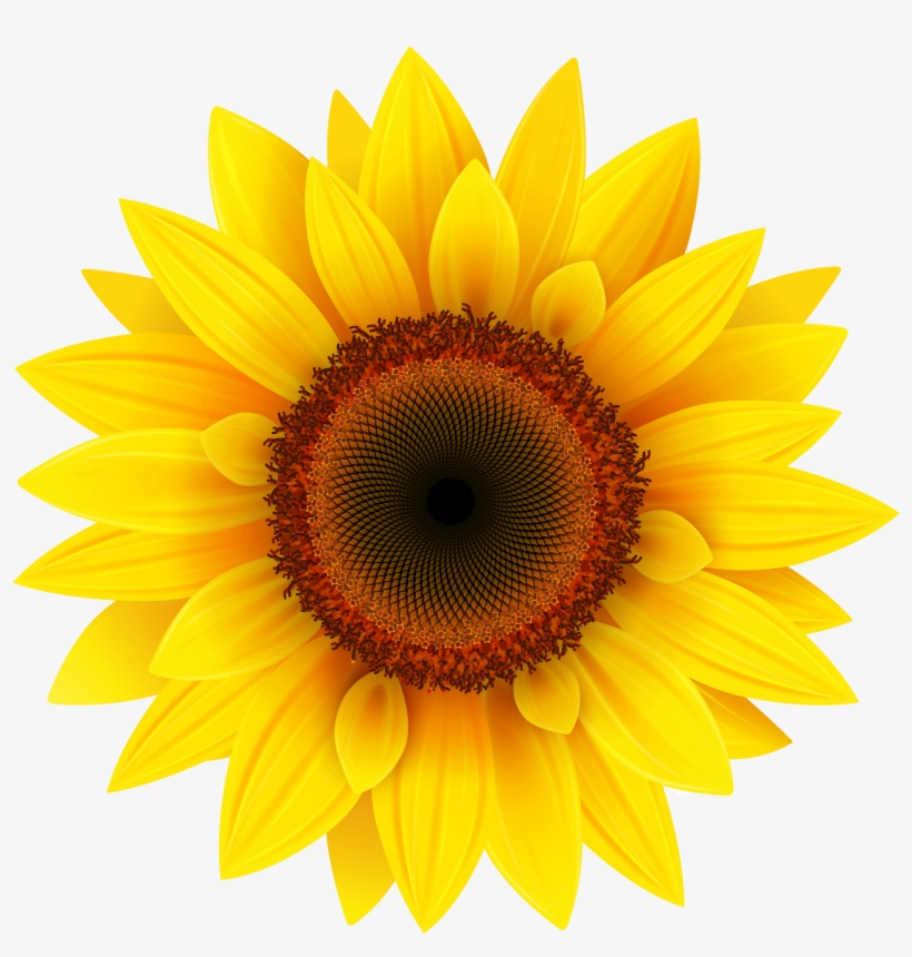 Sunflower Png Image - Sunflower Png, transparent png download