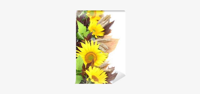 Photography, transparent png download