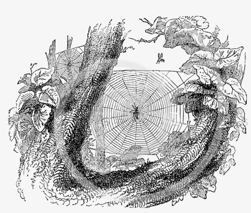 Spider Web Illustration Retro, transparent png download