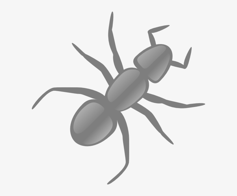 Ant Clipart Transparent - Ant Clip Art, transparent png download