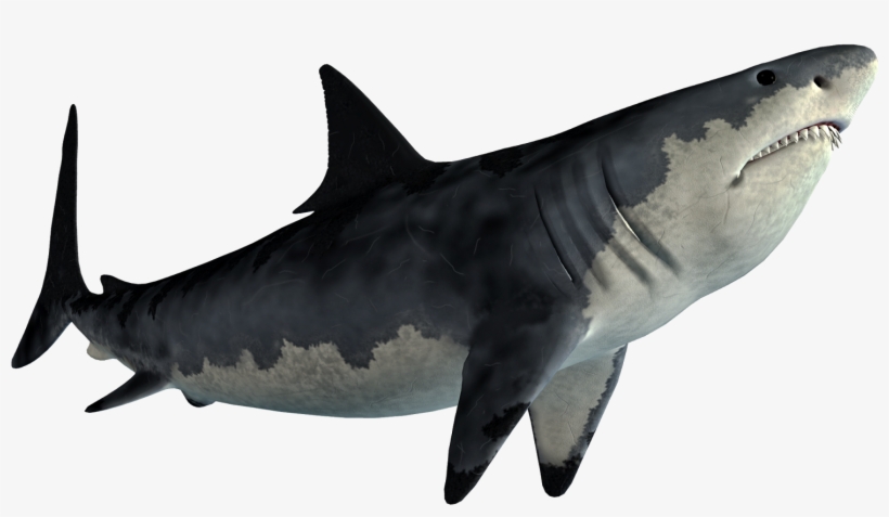 Picsart Shark, transparent png download