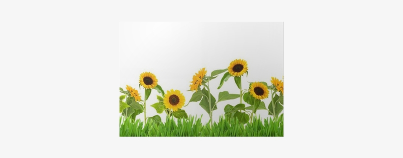 Sun Flower Garden Clip Art, transparent png download