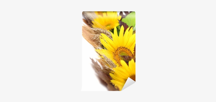 Sunflower Border With Barley And Colorful Leaves Wall - Stock Photography, transparent png download