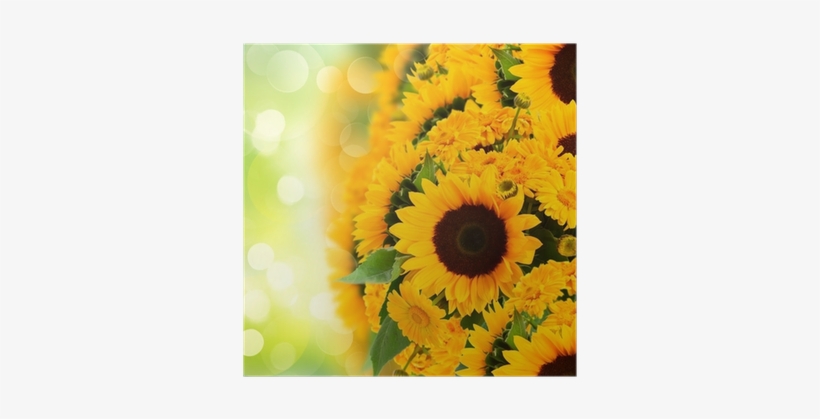 Sunflowers Anc Marigold Flowers Border Poster • Pixers® - Common Sunflower, transparent png download