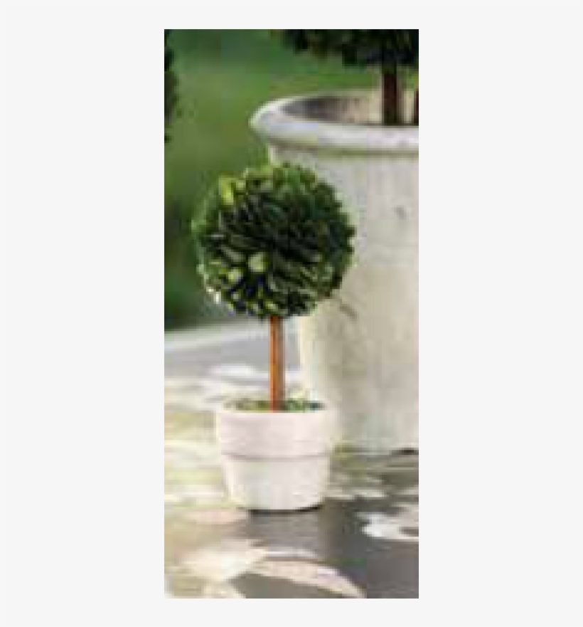 More Views - Zodax Ch-1826 Preserved Boxwood Square Shaped Topiary,, transparent png download