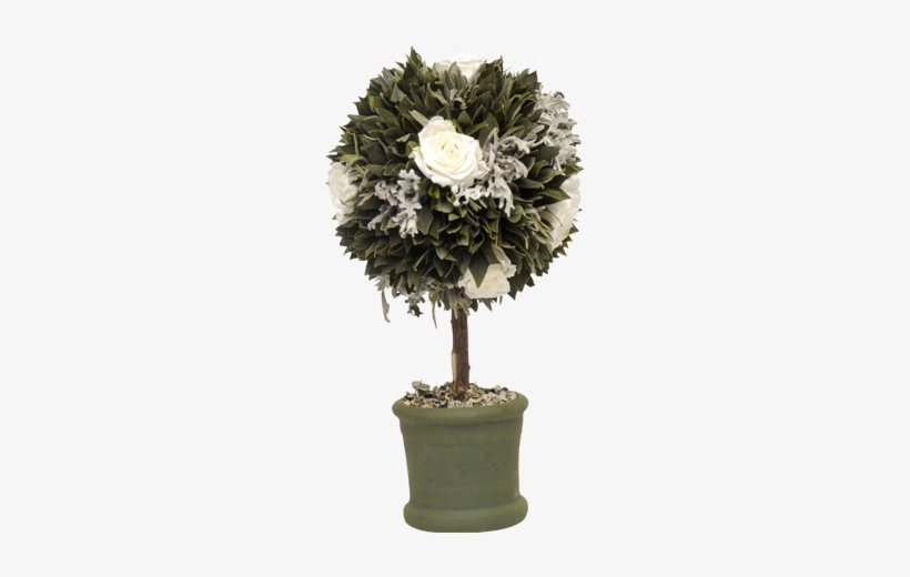 Topiary Cyneri - Chrysanths, transparent png download