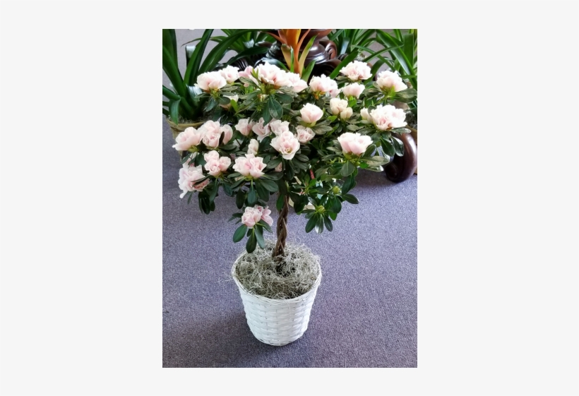 Azalea Topiary Medium - Flower, transparent png download