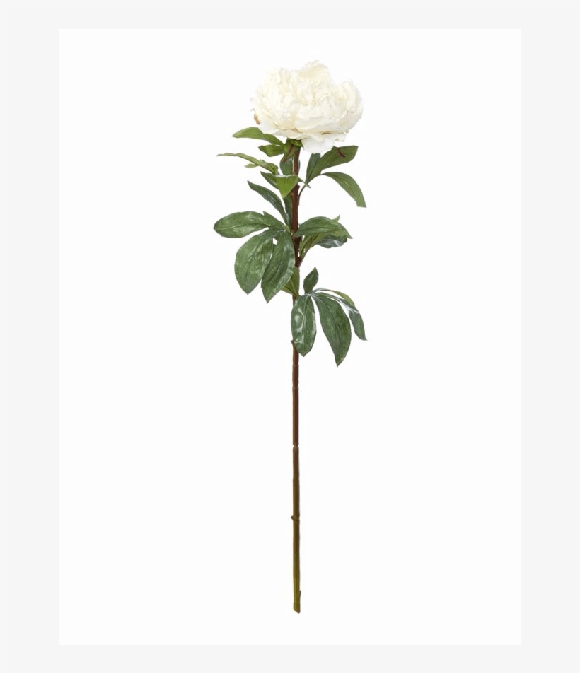 Linea Cream King Peony, transparent png download