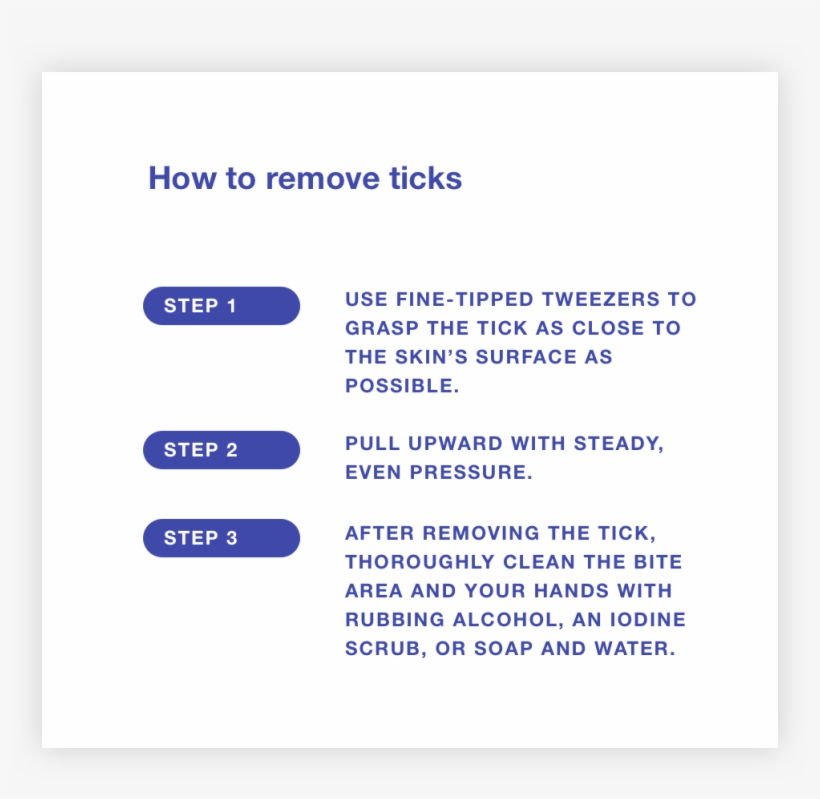Tick Test How To Remove Tick 1 - Tick, transparent png download