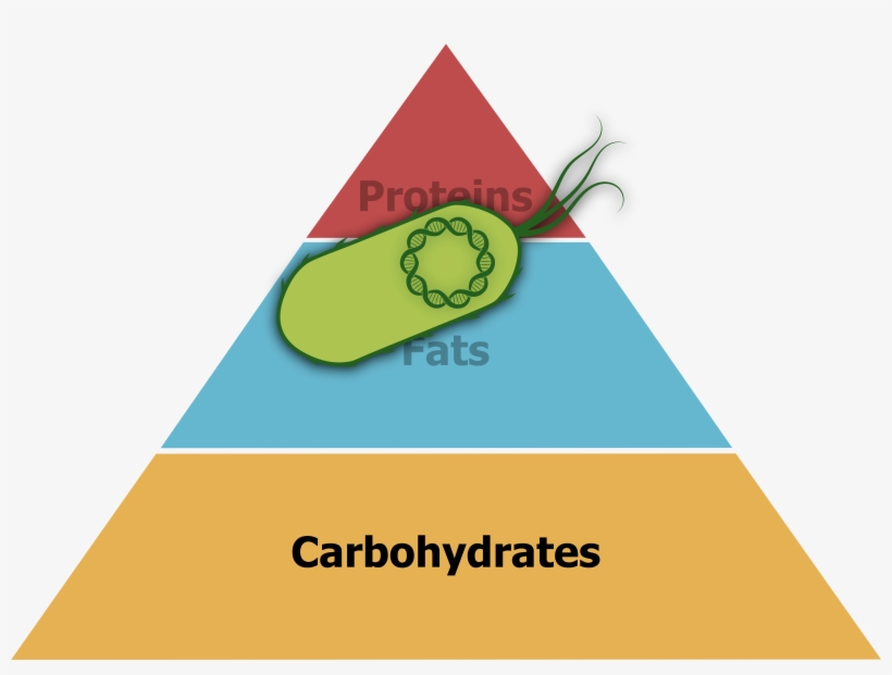 Food Pyramid In A World With Edible Coli, Which Could - Protein Fat Carbohydrate Triangle, transparent png download