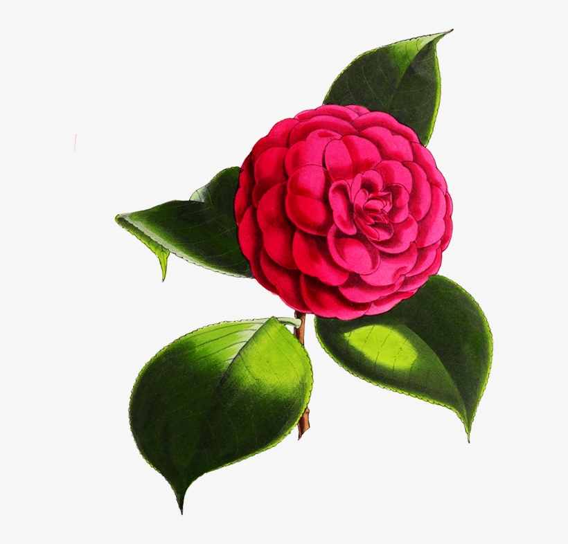 Digital Scrapbooking Flowers Vector Royalty Free Download - Camellia Flower Png, transparent png download