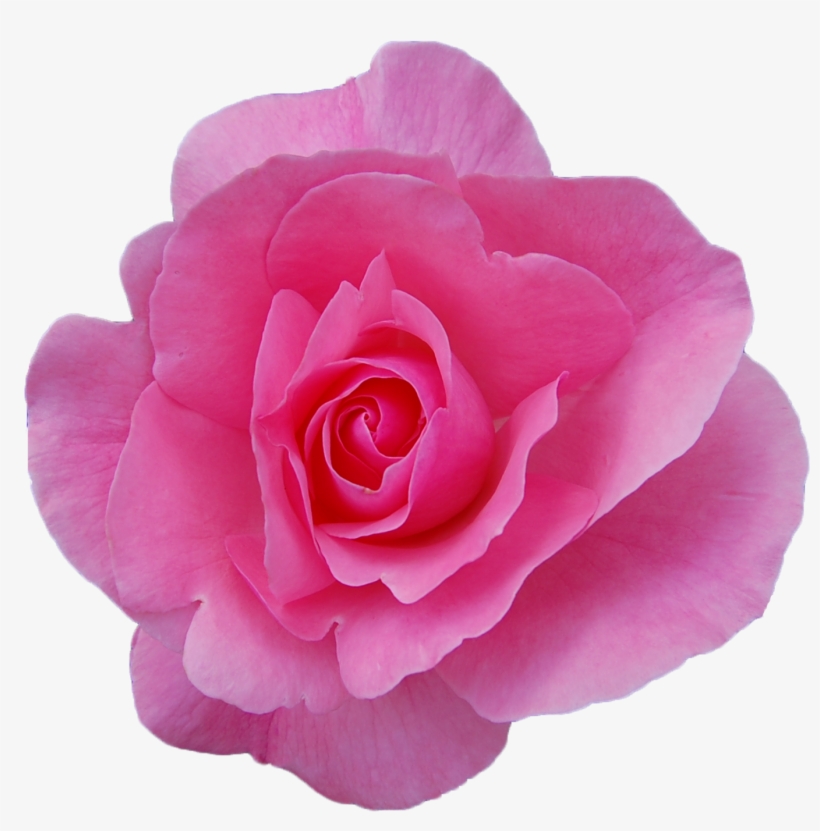 Png Transparent - Rose, transparent png download