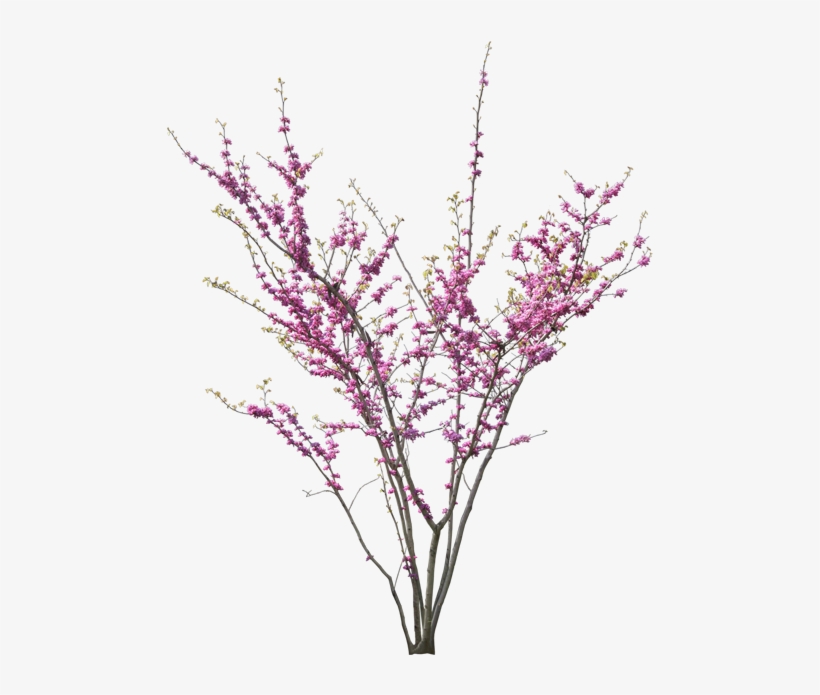 Tubes Fleurs - - Carolineblue - Tree Renderjapanese - Cercis Siliquastrum Png, transparent png download
